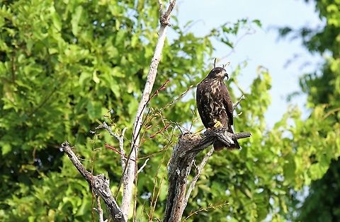 Snail Kite near Lake Maracaibo Snail Kite, startling red eyes, on Rio Concha, Venezuela Lake Maracaibo,Rio Concha,Rostrhamus sociabilis,Snail Kite