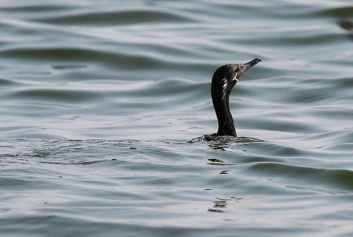 Neotropical Cormorant Lake Maracaibo Neotropic Cormorant fishing on Lake Maracaibo Lake Maracaibo,Neotropic cormorant,Phalacrocorax brasilianus