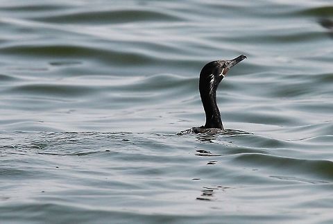 Neotropical Cormorant Lake Maracaibo Neotropic Cormorant fishing on Lake Maracaibo Lake Maracaibo,Neotropic cormorant,Phalacrocorax brasilianus