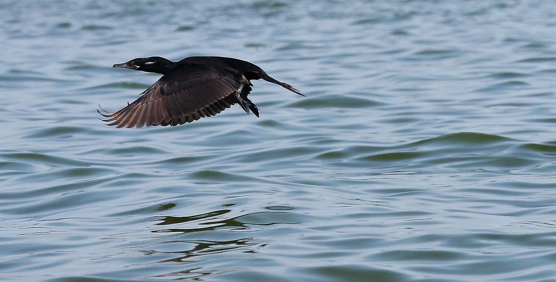 Neotropic Cormorant in flight Neotropic Cormorant in flight Lake Maracaibo,Neotropic cormorant,Phalacrocorax brasilianus
