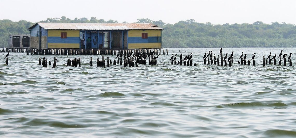 Neotropic Cormorants Cormorants on pilings in Lake Maracaibo Lake Maracaibo,Neotropic cormorant,Phalacrocorax brasilianus