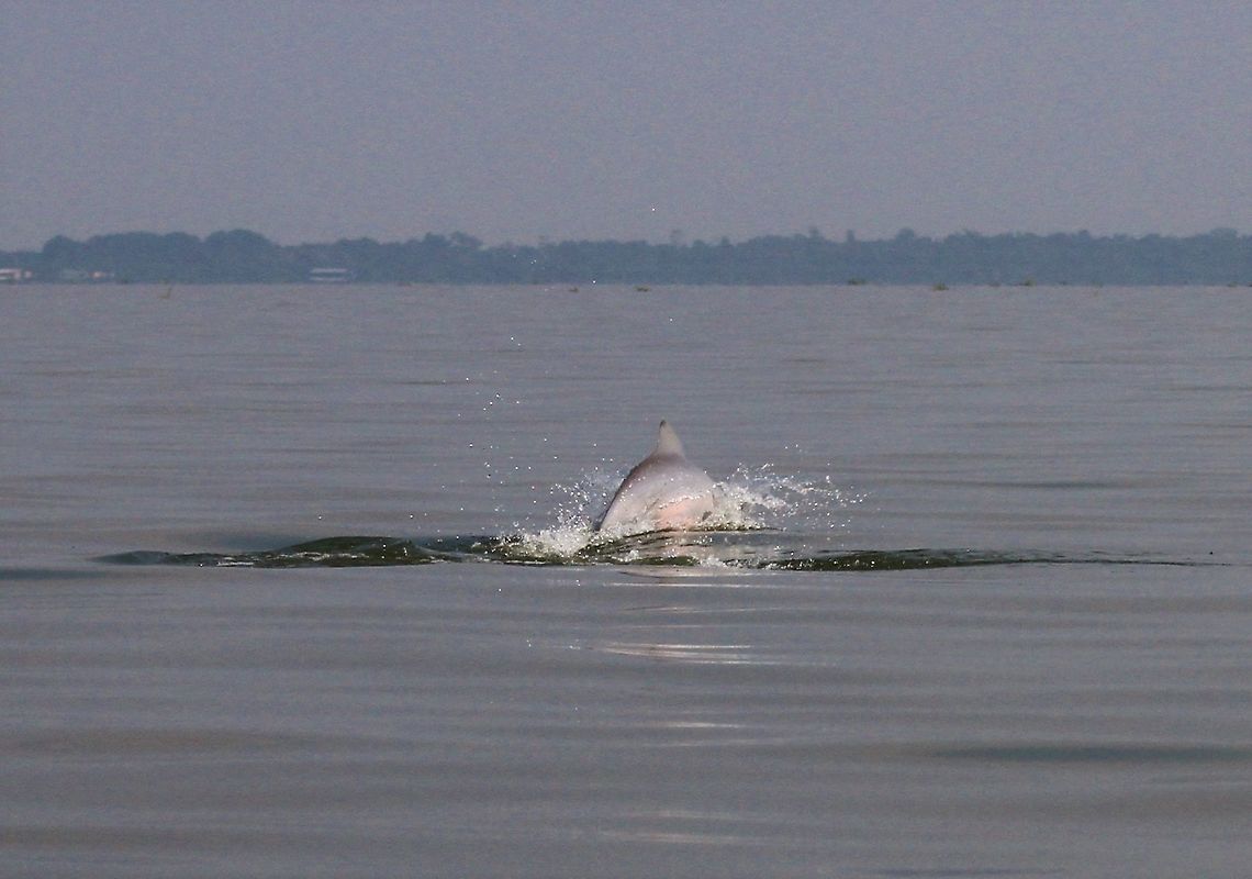 Pink river dolphin On Lake Maracaibo, Amazon river dolphin Amazon river dolphin,Inia geoffrensis,Lake Maracaibo