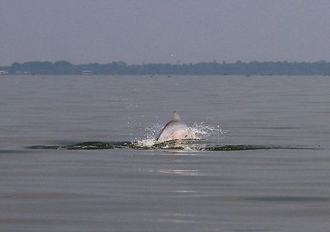 Pink river dolphin On Lake Maracaibo, Amazon river dolphin Amazon river dolphin,Inia geoffrensis,Lake Maracaibo