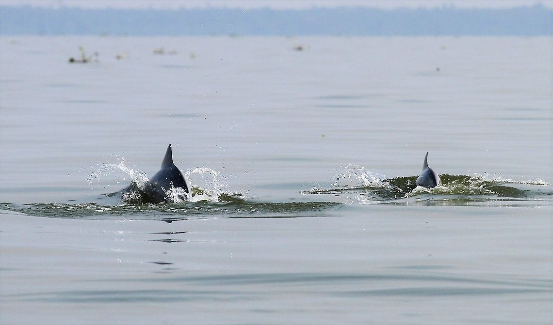 Pink river dolphin Mother &amp; young dolphin Amazon river dolphin,Inia geoffrensis,Lake Maracaibo