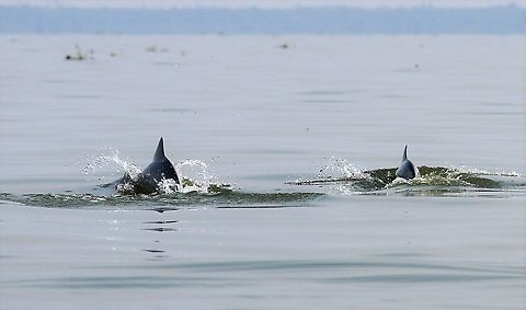 Pink river dolphin Mother & young dolphin Amazon river dolphin,Inia geoffrensis,Lake Maracaibo