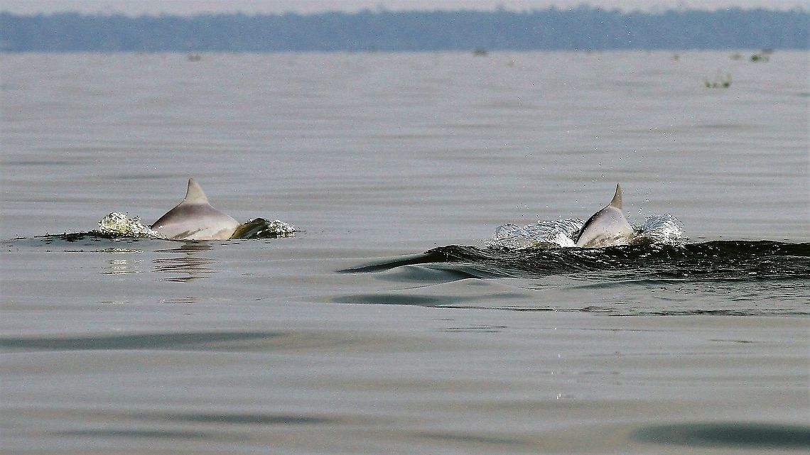Pink dolphin, Lake Maracaibo Pink river dolphins in Lake Maracaibo Amazon river dolphin,Inia geoffrensis,Lake Maracaibo