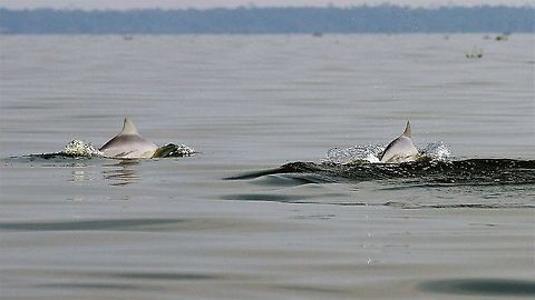 Pink dolphin, Lake Maracaibo Pink river dolphins in Lake Maracaibo Amazon river dolphin,Inia geoffrensis,Lake Maracaibo