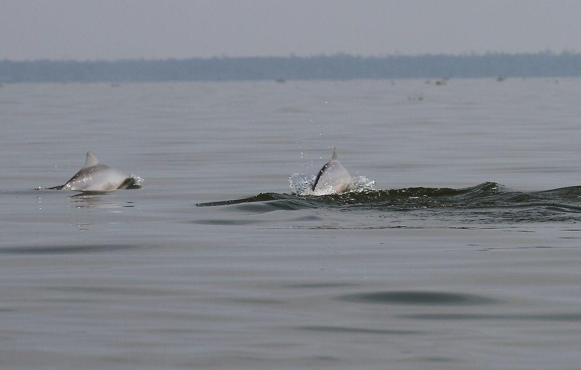 Pink dolphins, Lake Maracaibo Wonderful creatures Amazon river dolphin,Inia geoffrensis,Lake Maracaibo
