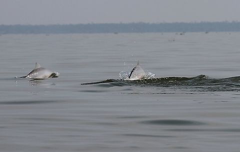 Pink dolphins, Lake Maracaibo Wonderful creatures Amazon river dolphin,Inia geoffrensis,Lake Maracaibo