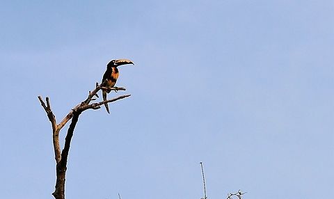Collared Aracari near Lake Maracaibo Colourful aracari in Venezuelan lowlands Collared aracari,Lake Maracaibo,Pteroglossus torquatus,Rio Concha