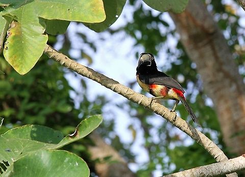 Collared Aracari focusing on the camera Very colourful member of the toucan family Collared aracari,Lake Maracaibo,Pteroglossus torquatus,Rio Concha