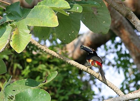 Collared Aracari Lovely member of the toucan family on Rio Concha Collared aracari,Lake Maracaibo,Pteroglossus torquatus,Rio Concha