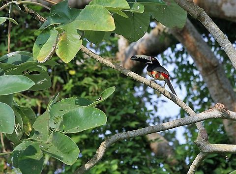 Collared Aracari Beautiful species of toucan on Rio Concha Collared aracari,Lake Maracaibo,Pteroglossus torquatus,Rio Concha