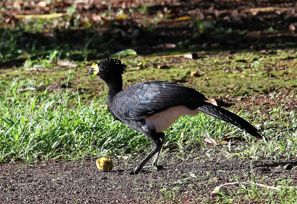 Yellow-knobbed Curassow & fruit Yellow-knobbed Curassow eating Crax daubentoni,Hato Pinero,Yellow-knobbed curassow