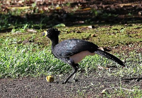 Yellow-knobbed Curassow & fruit Yellow-knobbed Curassow eating Crax daubentoni,Hato Pinero,Yellow-knobbed curassow