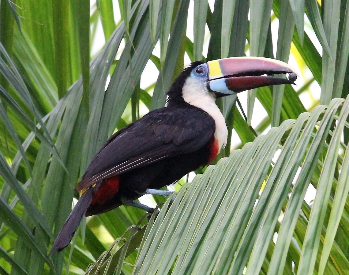White-throated Toucan White-throated Toucan in moriche palm.  This palm key to the lifestyle of the Warao people in the Orinoco Delta. Orinoco Delta,Ramphastos tucanus,White-throated Toucan