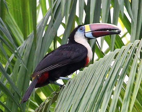 White-throated Toucan White-throated Toucan in moriche palm.  This palm key to the lifestyle of the Warao people in the Orinoco Delta. Orinoco Delta,Ramphastos tucanus,White-throated Toucan