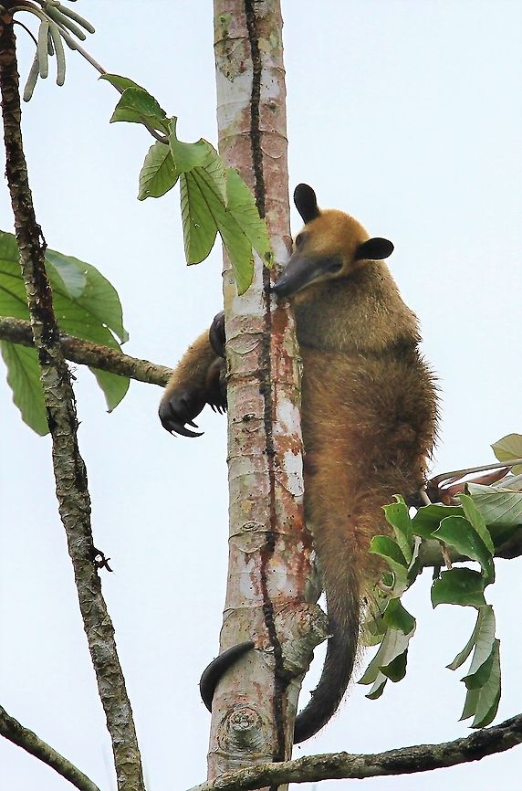 Southern Tamandua Tamandua up tree in the Orinoco Delta - Note the claws! Orinoco Delta,Southern tamandua,Tamandua tetradactyla
