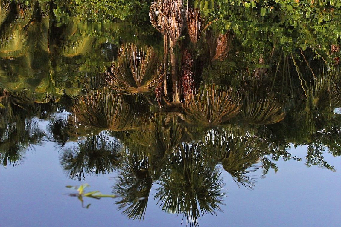 Moriche Palm, Mauritia flexuosa The Moriche Palm found over much of South America in wet areas and swamps.  The Warao people who when 1st seen by Europeans led to the country Venezuela being called Venezuela because their stilt house villages reminded the Europeans of Venice have many, many uses for the tree including making baskets and hammocks from this key species.  This photo taken in the Orinoco Delta. Mauritia flexuosa,Moriche Palm,Orinoco Delta