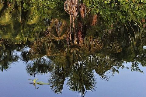 Moriche Palm, Mauritia flexuosa The Moriche Palm found over much of South America in wet areas and swamps.  The Warao people who when 1st seen by Europeans led to the country Venezuela being called Venezuela because their stilt house villages reminded the Europeans of Venice have many, many uses for the tree including making baskets and hammocks from this key species.  This photo taken in the Orinoco Delta. Mauritia flexuosa,Moriche Palm,Orinoco Delta
