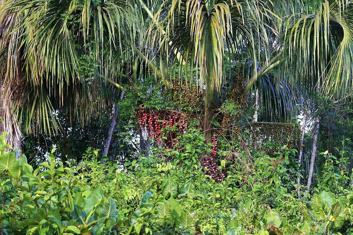 Moriche Palm Moriche Palm in the Orinoco Delta showing the masses of fruit that the trees produce.  These fruits are eaten by many creatures including the Red Howler Monkey and the White-necked Toucan Mauritia flexuosa,Moriche Palm,Orinoco Delta