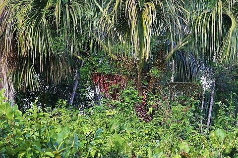 Moriche Palm Moriche Palm in the Orinoco Delta showing the masses of fruit that the trees produce.  These fruits are eaten by many creatures including the Red Howler Monkey and the White-necked Toucan Mauritia flexuosa,Moriche Palm,Orinoco Delta