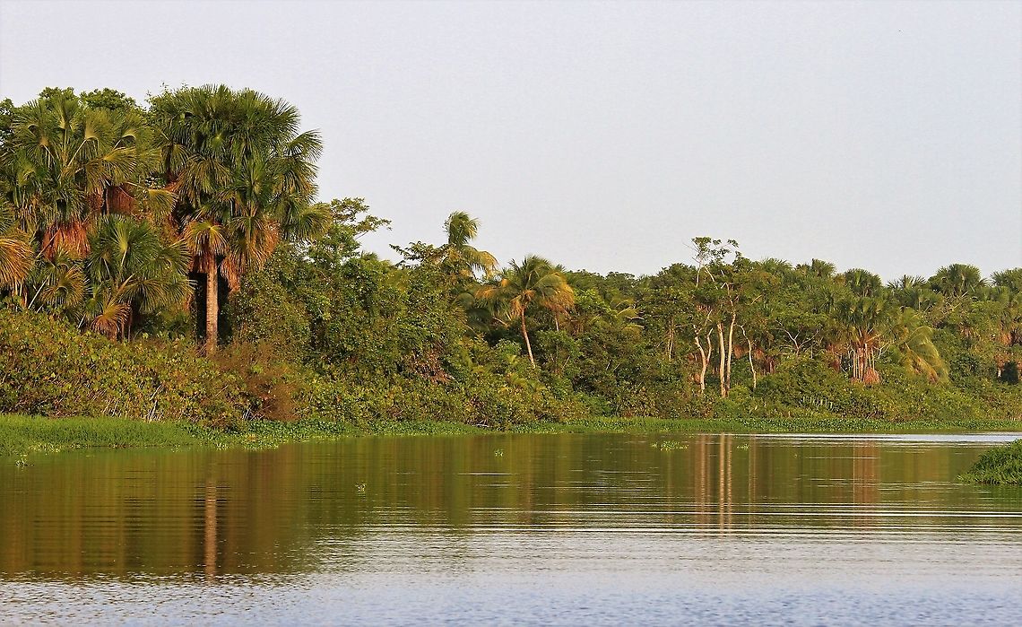 Mauritia flexuosa Moriche Palm dominating the waters' edge in the Orinoco Delta Mauritia flexuosa,Moriche Palm,Orinoco Delta