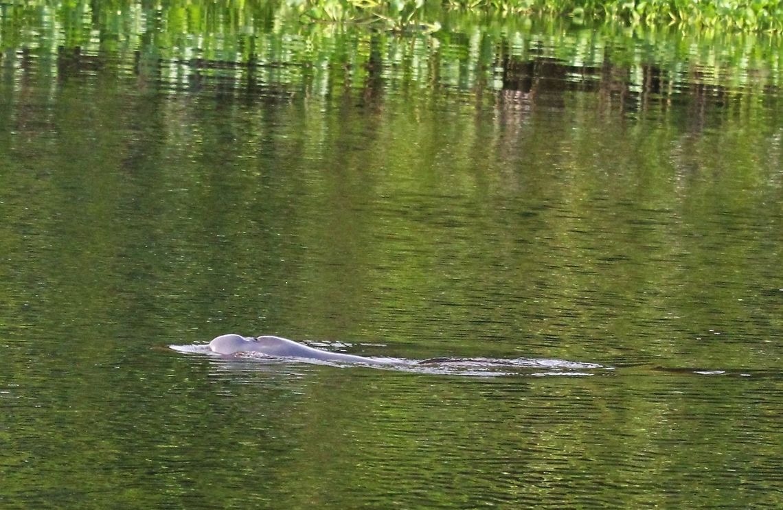 Pink River Dolphin This dolphin in the Orinoco Delta Amazon river dolphin,Inia geoffrensis,Orinoco Delta