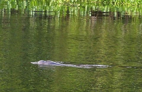 Pink River Dolphin This dolphin in the Orinoco Delta Amazon river dolphin,Inia geoffrensis,Orinoco Delta