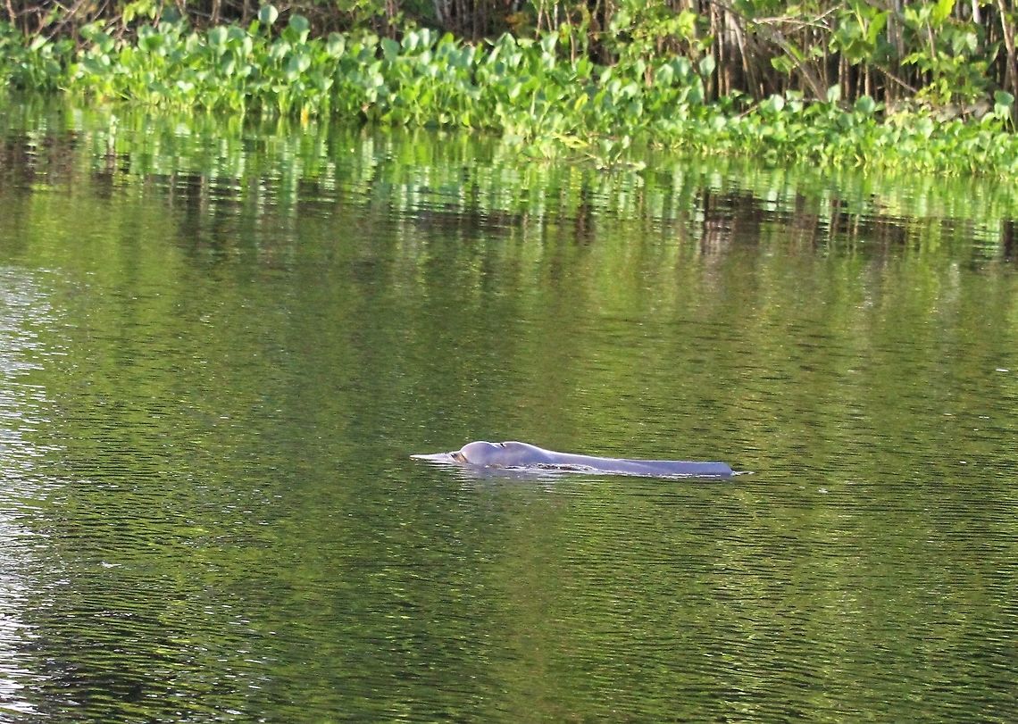 Pink River Dolphin Pink River Dolphin in Orinoco Delta Amazon river dolphin,Inia geoffrensis,Orinoco Delta