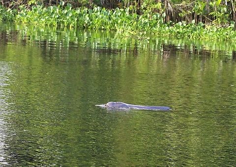 Amazon river dolphin