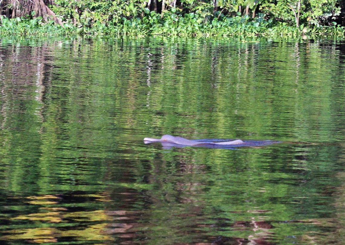 Pink River Dolphin - Colourful backdrop Another dolphin in the Orinoco Delta Amazon river dolphin,Inia geoffrensis,Orinoco Delta