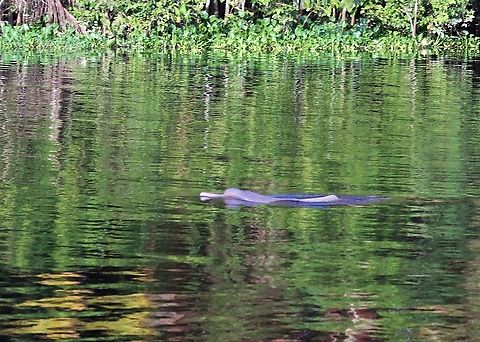 Pink River Dolphin - Colourful backdrop Another dolphin in the Orinoco Delta Amazon river dolphin,Inia geoffrensis,Orinoco Delta