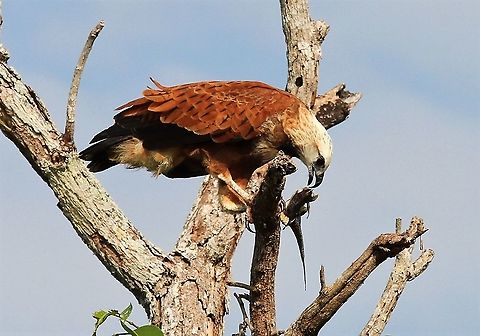 Black Collared Hawk eating fish Perfectly posed Hawk with fish Black collared hawk,Busarellus nigricollis,Lake Maracaibo,Rio Concha