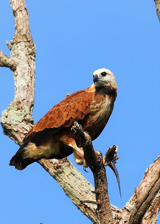 Black collared Hawk with fish Black Collared Hawk with fish caught on Rio Concha Black collared hawk,Busarellus nigricollis,Lake Maracaibo,Rio Concha