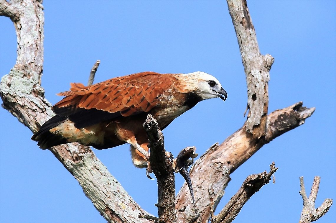 Black Collared Hawk Rio Concha Lovely hawk with fish Black collared hawk,Busarellus nigricollis,Lake Maracaibo,Rio Concha