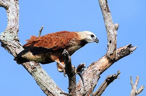 Black Collared Hawk Rio Concha Lovely hawk with fish Black collared hawk,Busarellus nigricollis,Lake Maracaibo,Rio Concha