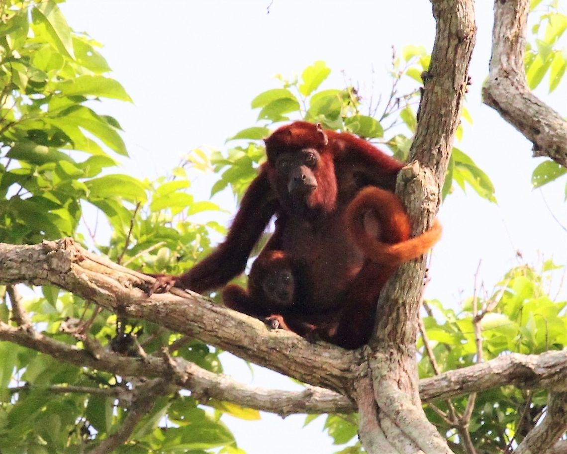 Red Howler Monkey with young Above the Orinoco Delta - We heard these wonderful creatures howling during the night &amp; day from the Orinoco Delta Lodge. Alouatta seniculus,Orinoco Delta,Venezuelan red howler