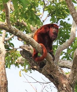 Red Howler Monkey Red Howler Monkey in the Orinoco Delta Alouatta seniculus,Orinoco Delta,Venezuelan red howler