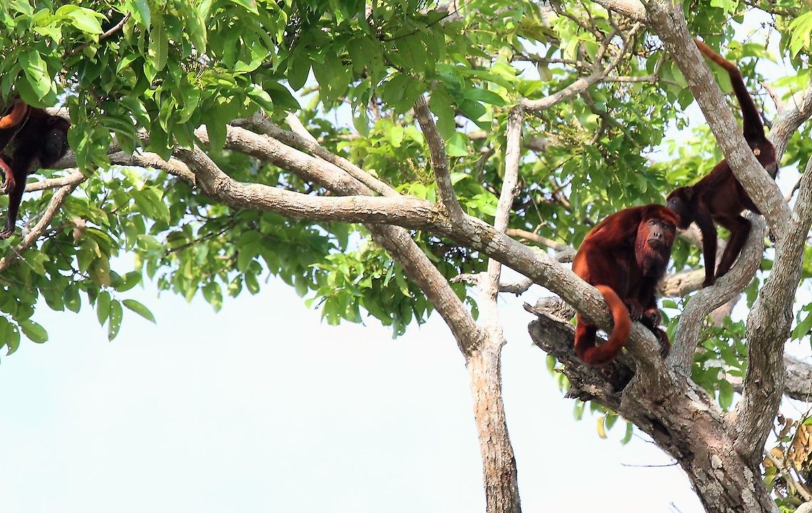 Red Howler Monkeys Part of a family (troupe) Alouatta seniculus,Orinoco Delta,Venezuelan red howler