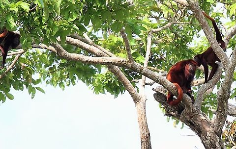Red Howler Monkeys Part of a family (troupe) Alouatta seniculus,Orinoco Delta,Venezuelan red howler