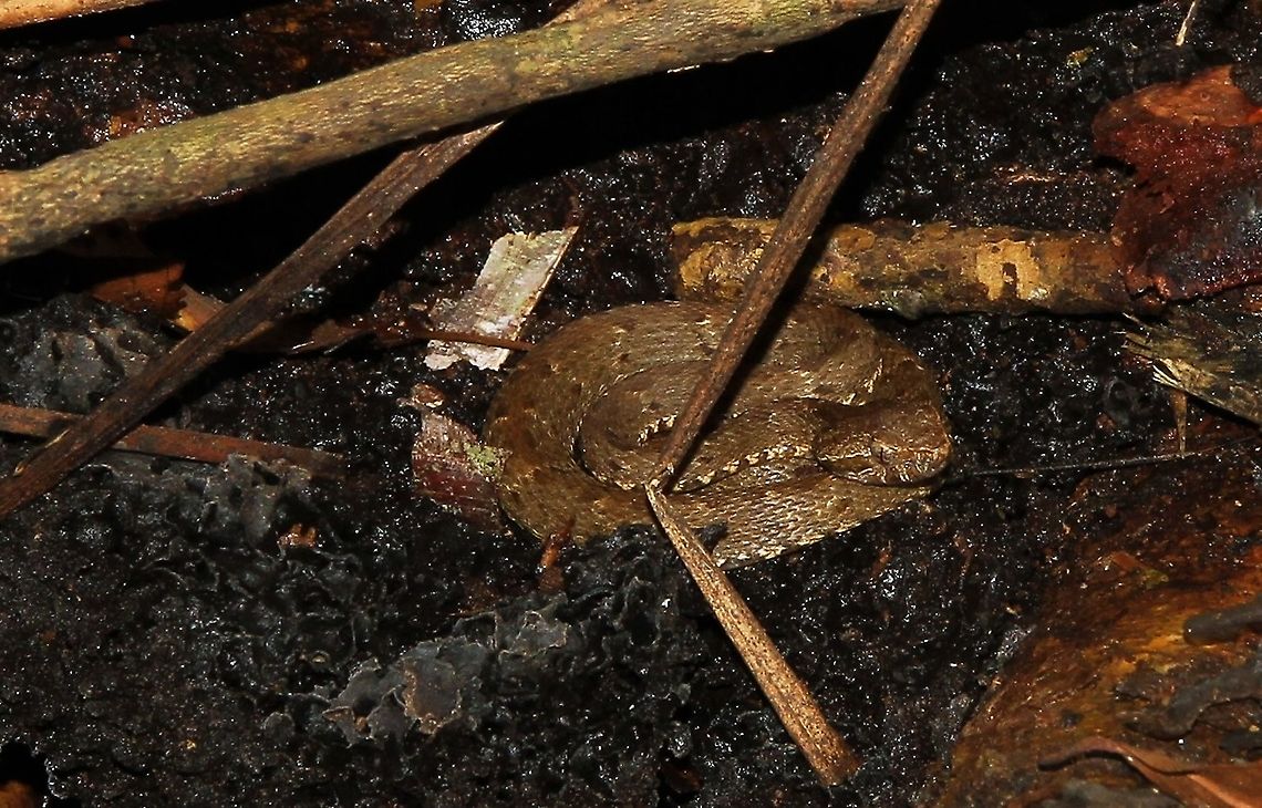 Fer de Lance Young Fer de Lance in Orinoco Delta - According to my guide, Alexis, the young are more venomous than the adults Bothrops atrox,Orinoco Delta,South American Fer-de-Lance