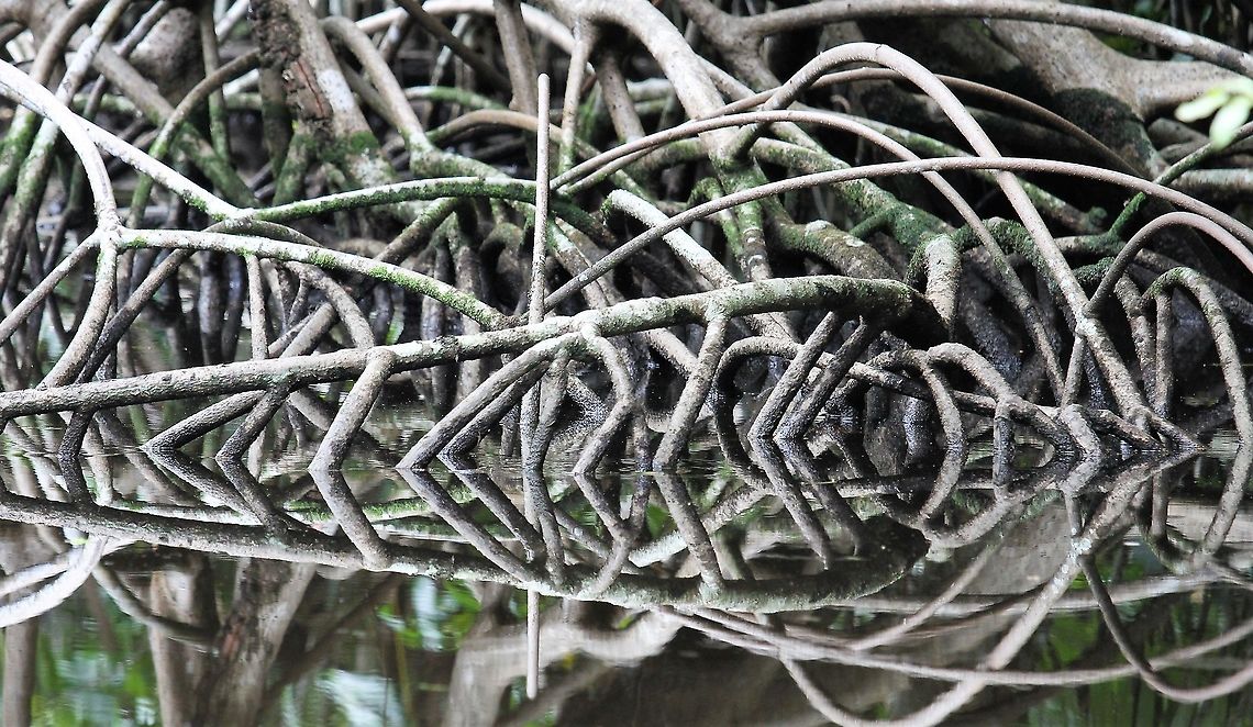 Laguncularia racemosa White Mangrove in the Orinoco Delta Laguncularia racemosa,White Mangrove