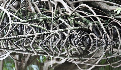 Laguncularia racemosa White Mangrove in the Orinoco Delta Laguncularia racemosa,White Mangrove