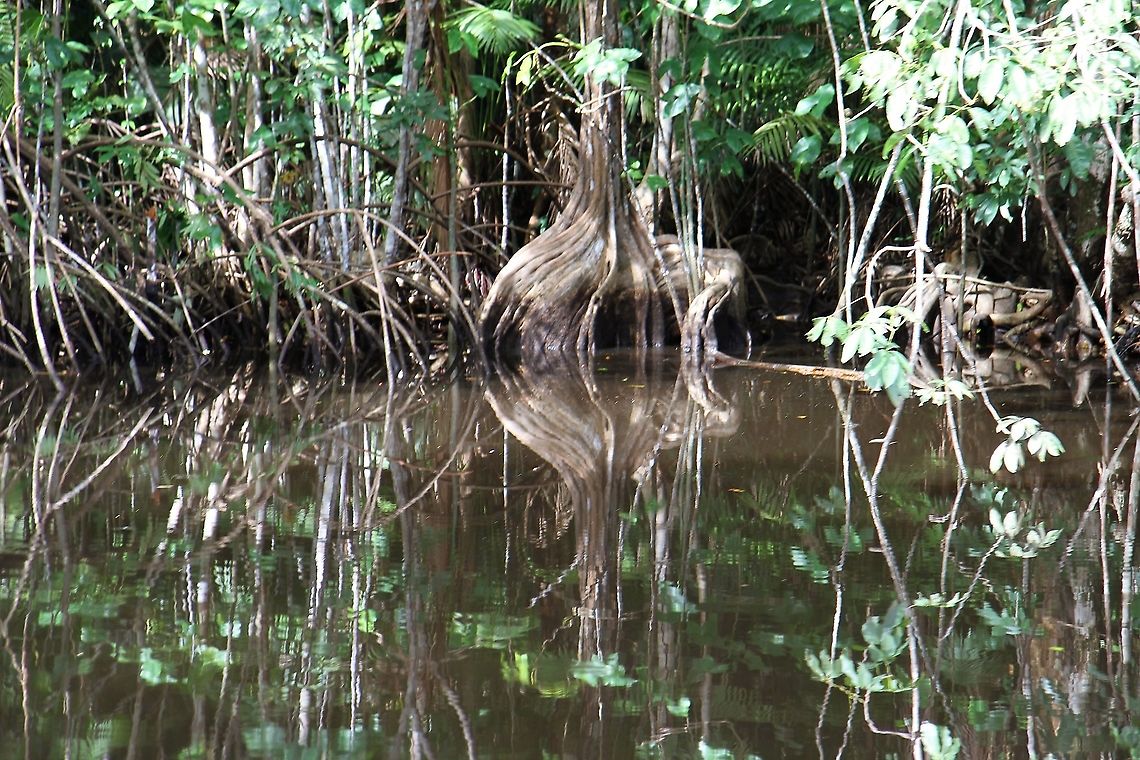 Laguncularia racemosa, White Mangrove This is probably the most numerous species of Mangrove in Venezuela.  There are also Black &amp; Red Mangroves there.  Mangroves are create one of the important ecosystems on the globe (disappearing at an alarming rate).  They provide a key nursery for young fish, protect the land, provide a massive carbon sink and eventually grow "land" Laguncularia racemosa,Orinoco Delta,White Mangrove