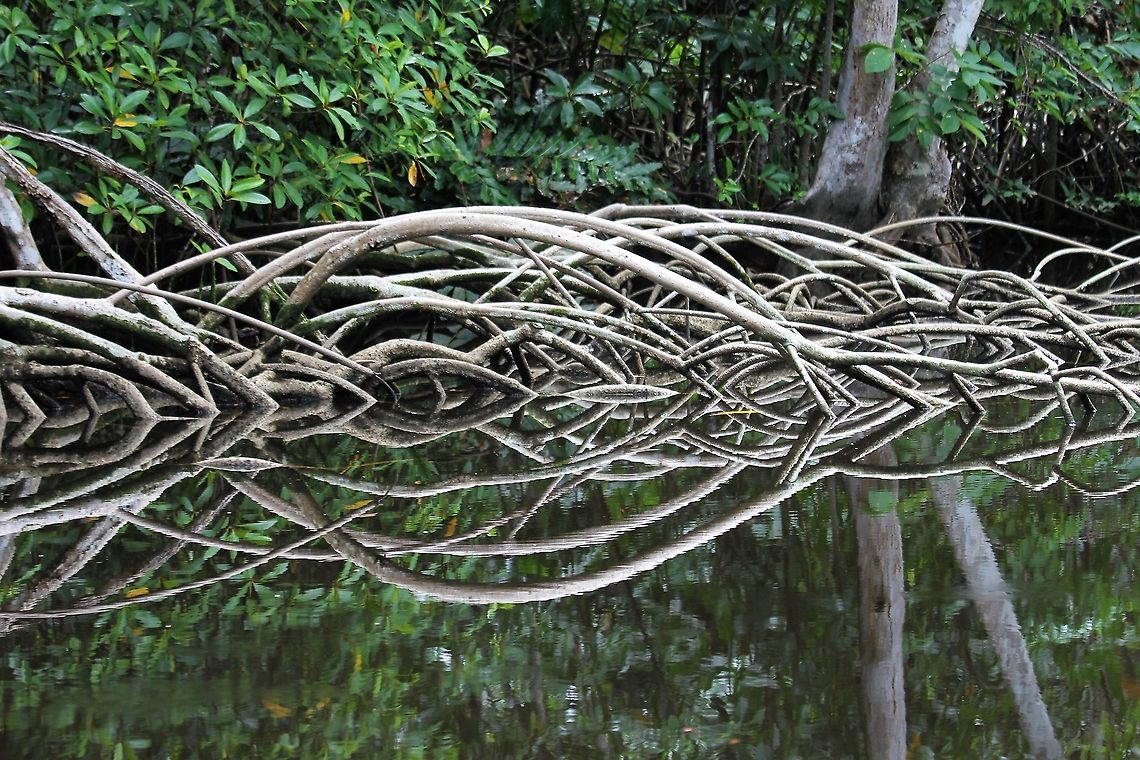 Laguncularia racemosa, White Mangrove The White Mangrove with wonderful aerial roots Laguncularia racemosa,Orinoco Delta,White Mangrove