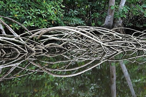 Laguncularia racemosa, White Mangrove The White Mangrove with wonderful aerial roots Laguncularia racemosa,Orinoco Delta,White Mangrove