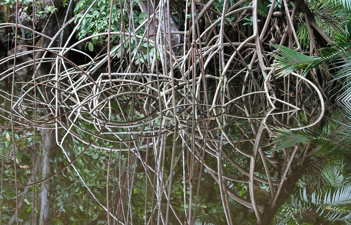 Laguncularia racemosa The White Mangrove Laguncularia racemosa,Orinoco Delta,White Mangrove
