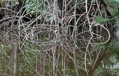 Laguncularia racemosa The White Mangrove Laguncularia racemosa,Orinoco Delta,White Mangrove
