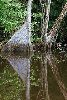 Laguncularia racemosa The White Mangrove in the Orinoco Delta Laguncularia racemosa,Orinoco,White Mangrove